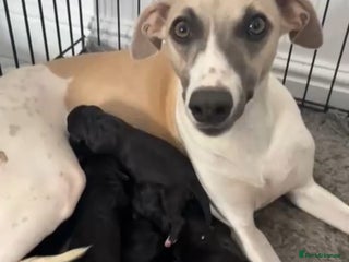 Mixed Breed dogs for sale: F1 whippet x bedlington - Advert 1