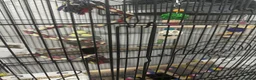 Cockatiels birds for sale: Beautiful male cocktail - Advert 3