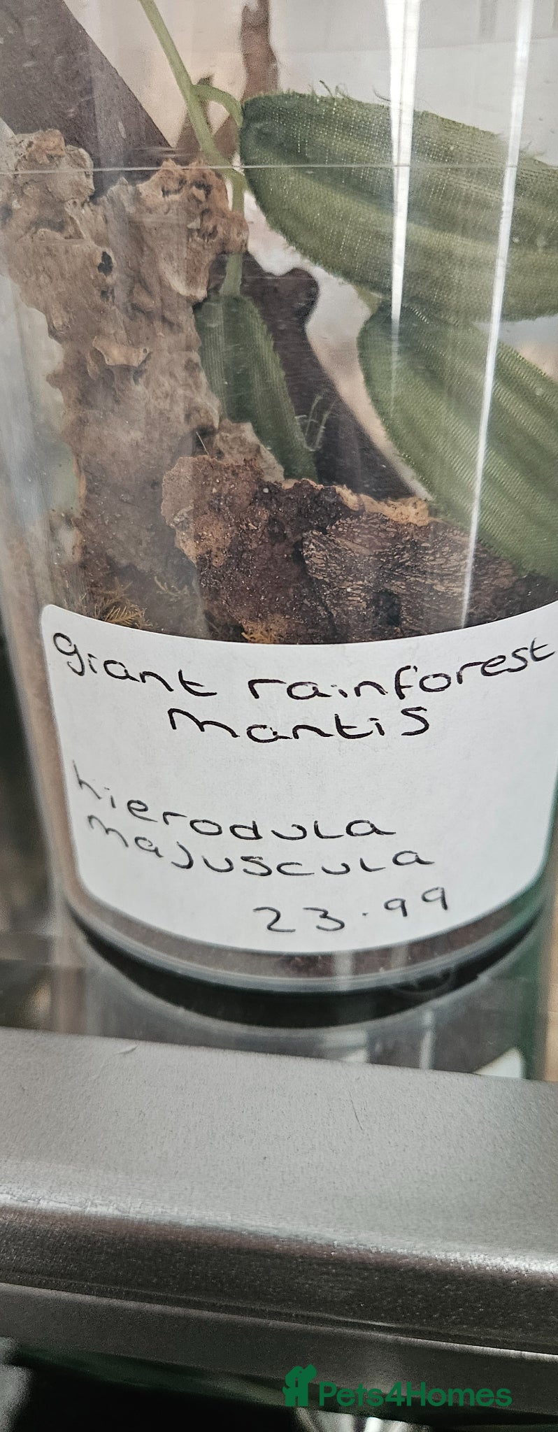 Praying Mantis invertebrates Giant rainforest mantis - Advert 5