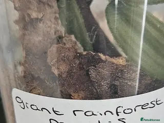 Praying Mantis invertebrates Giant rainforest mantis - Advert 16