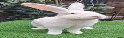 Continental Giant rabbits for sale: Super Stars Stud Service - Beautiful Proven Boys  - Advert 9