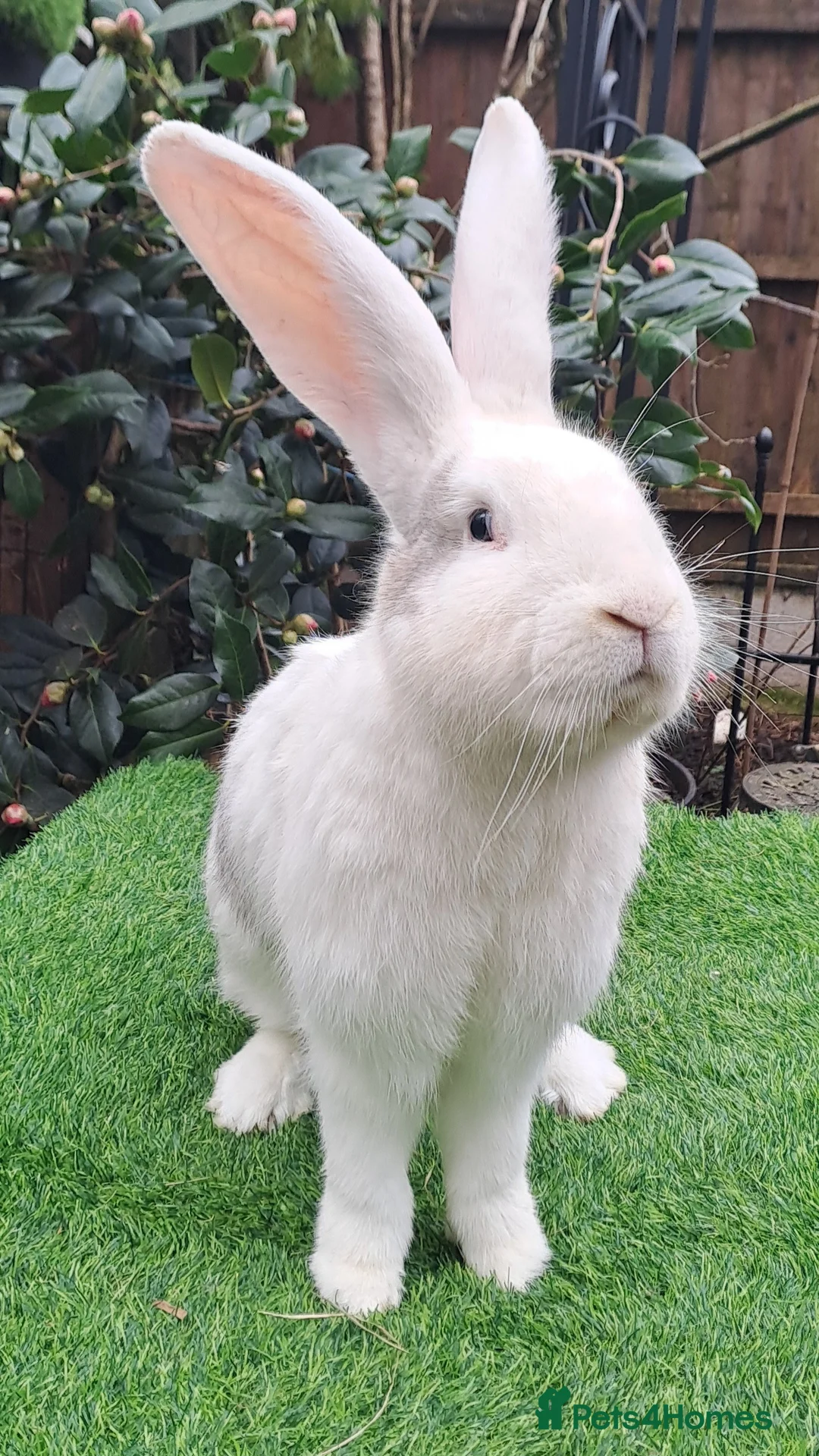 Continental Giant rabbits for sale: Super Stars Stud Service - Beautiful Proven Boys  - Advert 9