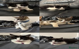 Domestic Shorthair cats for sale: Adorable Kittens Ready for Their Forever Homes - Image 1