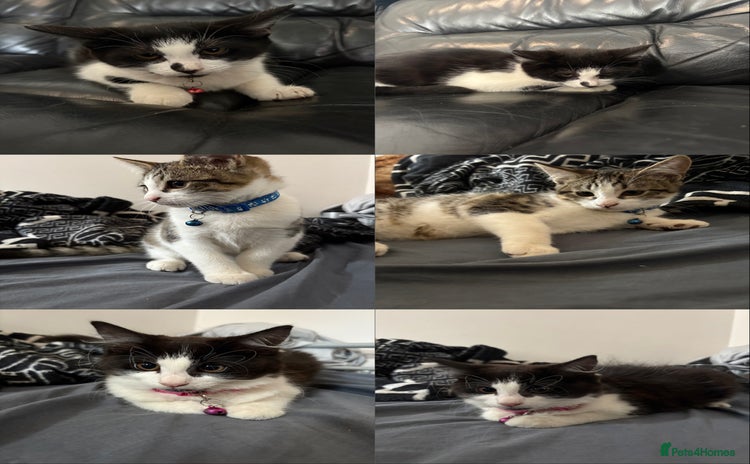 Domestic Shorthair cats - Advert 4