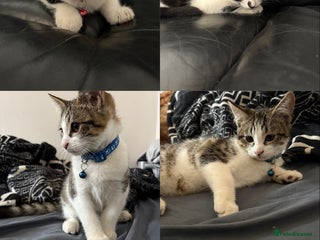 Domestic Shorthair cats - Advert 1