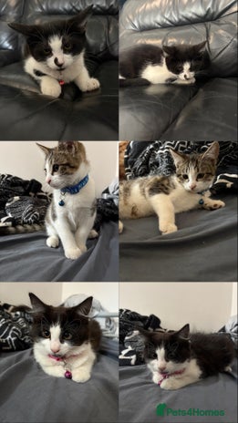 Domestic Shorthair cats - Advert 2