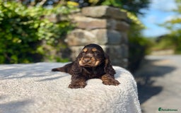 Cocker Spaniel dogs for sale: Black Tan and Chocolate Tan Show Cocker Spaniels  - Image 16