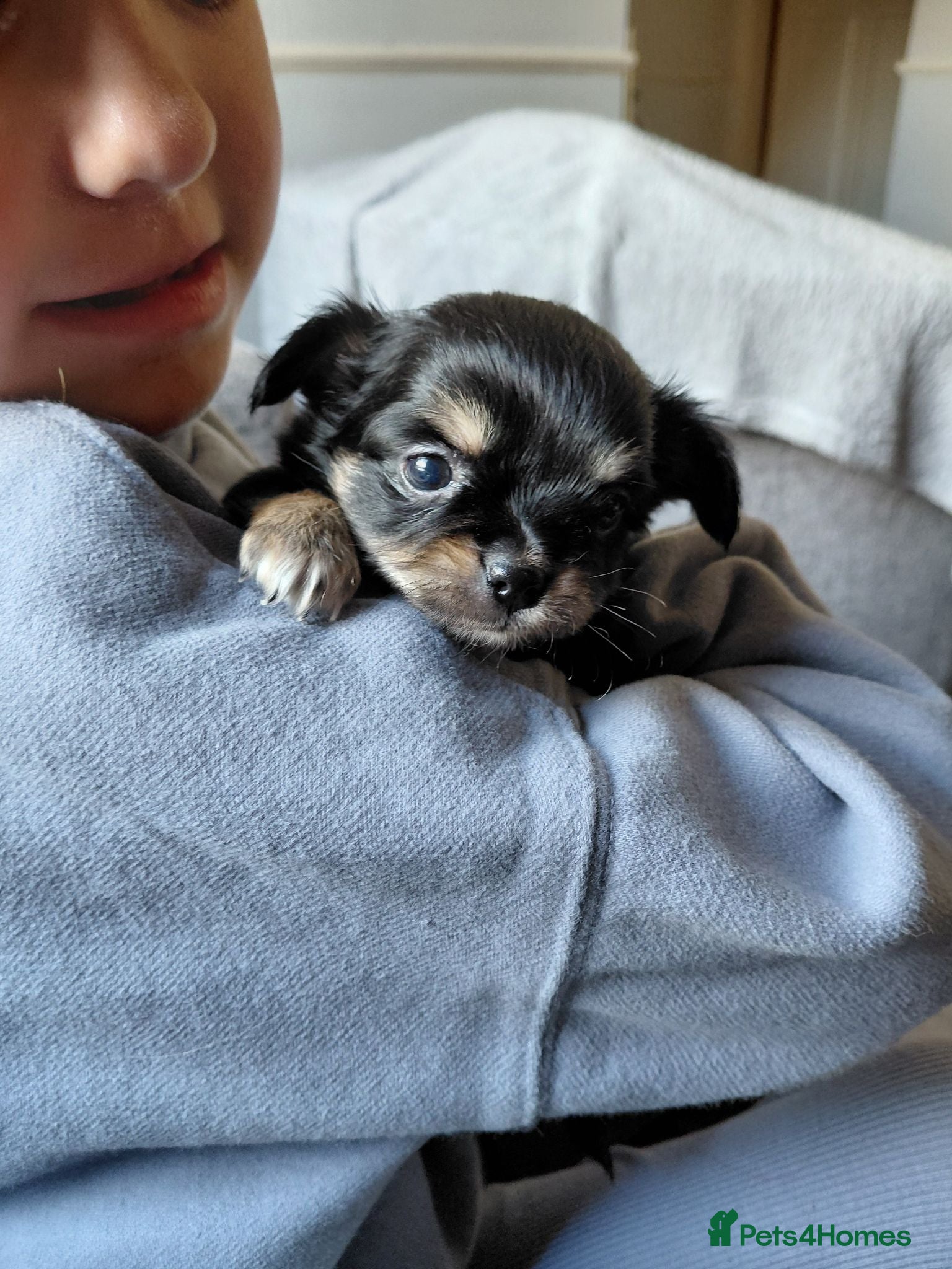 Chihuahua dogs Chihuahua pups - Advert 4