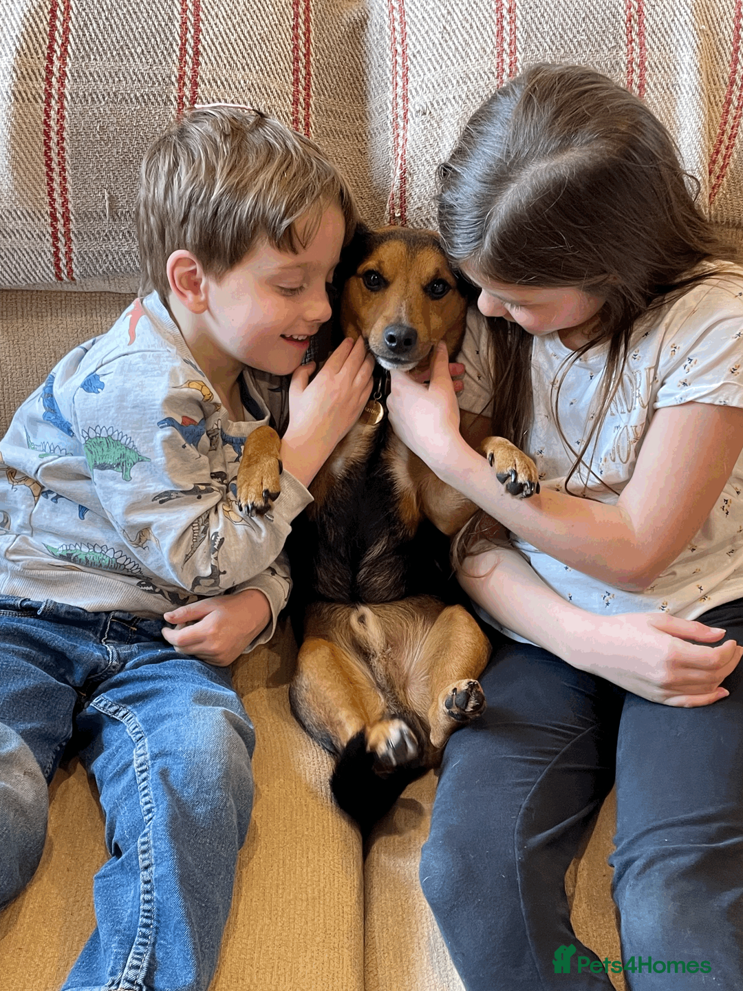 Jack Russell dogs for stud: Jack Russel for Stud Black and Tan - Advert 12