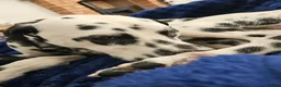 Dalmatian dogs for sale: Beautiful 1YearOld Dalmatian Boy in Chorley - Advert 3