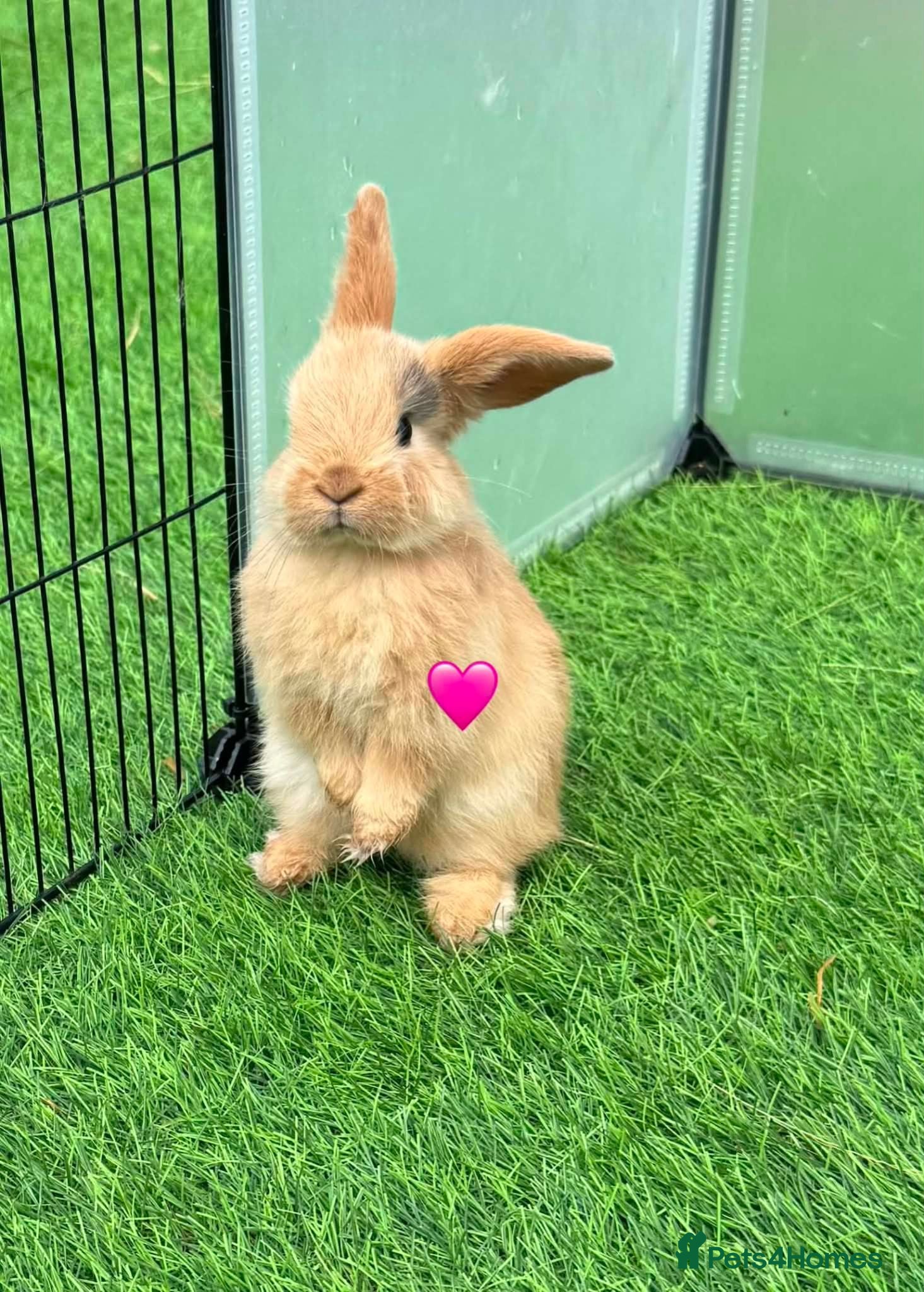 Mini Lop rabbits Mini lops - Advert 2