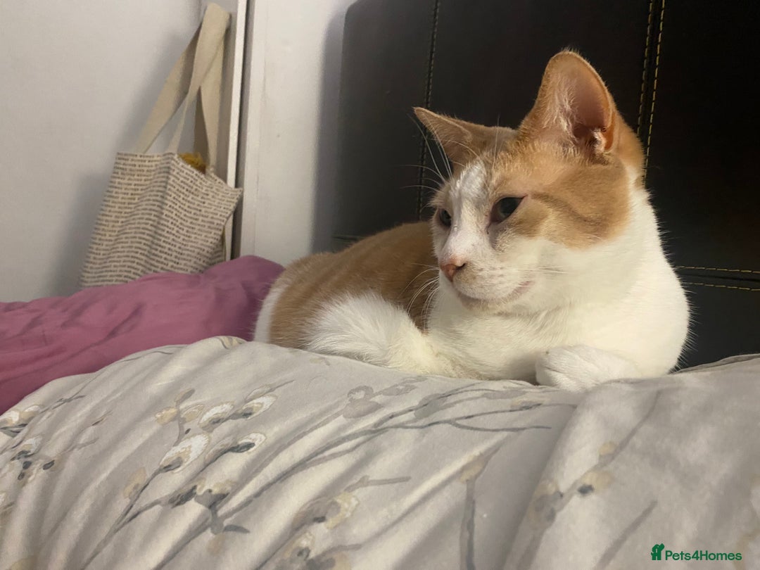 British Shorthair cats for sale: 💙Lovely 3 legged Tommy 💙 - Advert 7