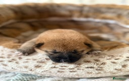 Japanese Shiba Inu dogs for sale: 🧡🦊 Beautiful K.C Shiba Inu Puppies Ready Soon - Image 21