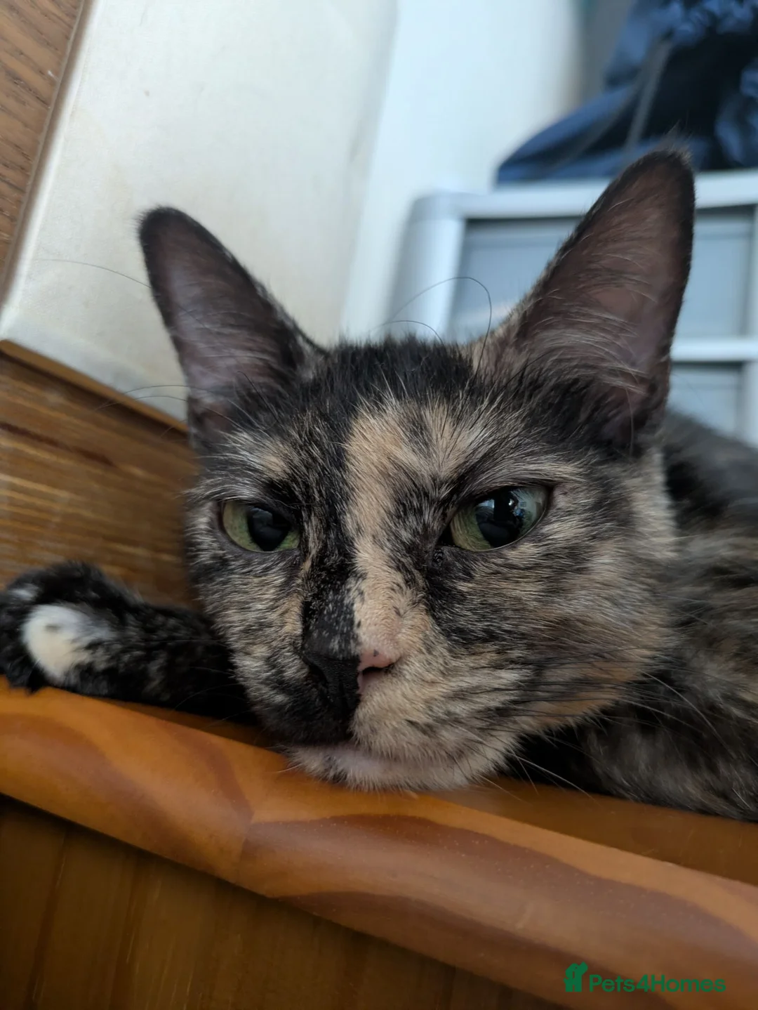 Mixed Breed cats for sale: Beautiful mixed breed kittens - Advert 2