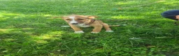 Mixed Breed dogs for adoption: Lucy - 4 month old mix - Advert 3