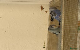Budgerigars birds for sale: Baby  budgies in Whitstable - Image 8
