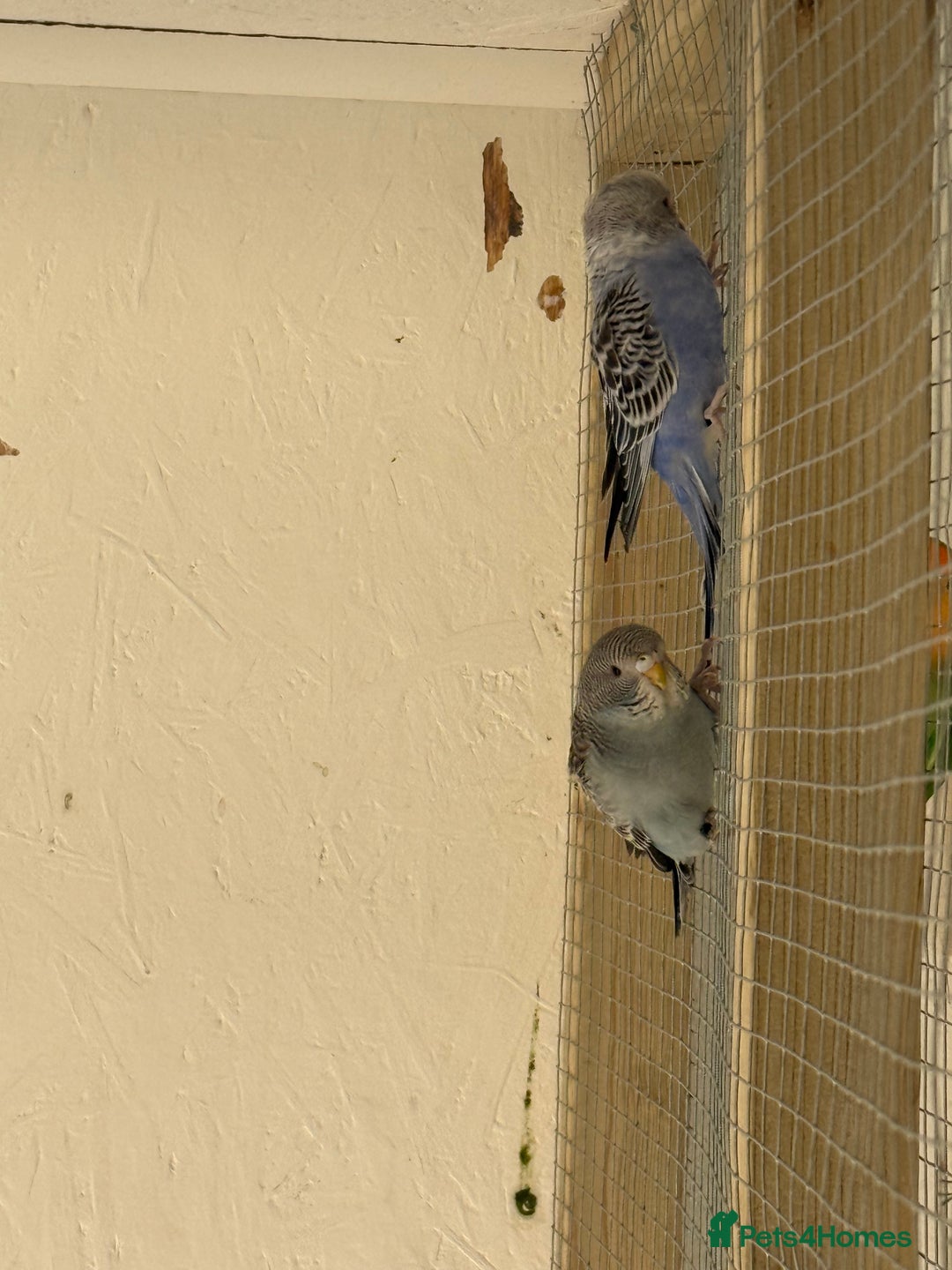Budgerigars birds for sale: Baby  budgies in Whitstable - Image 8