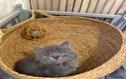 Ragdoll cats for sale: Cross breed Ragdoll kitten - Image 2