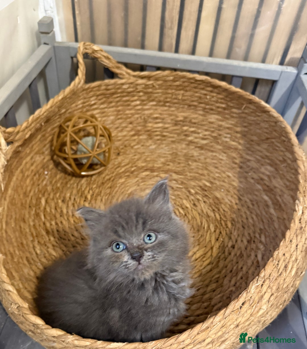 Ragdoll cats for sale: Cross breed Ragdoll kitten - Image 2