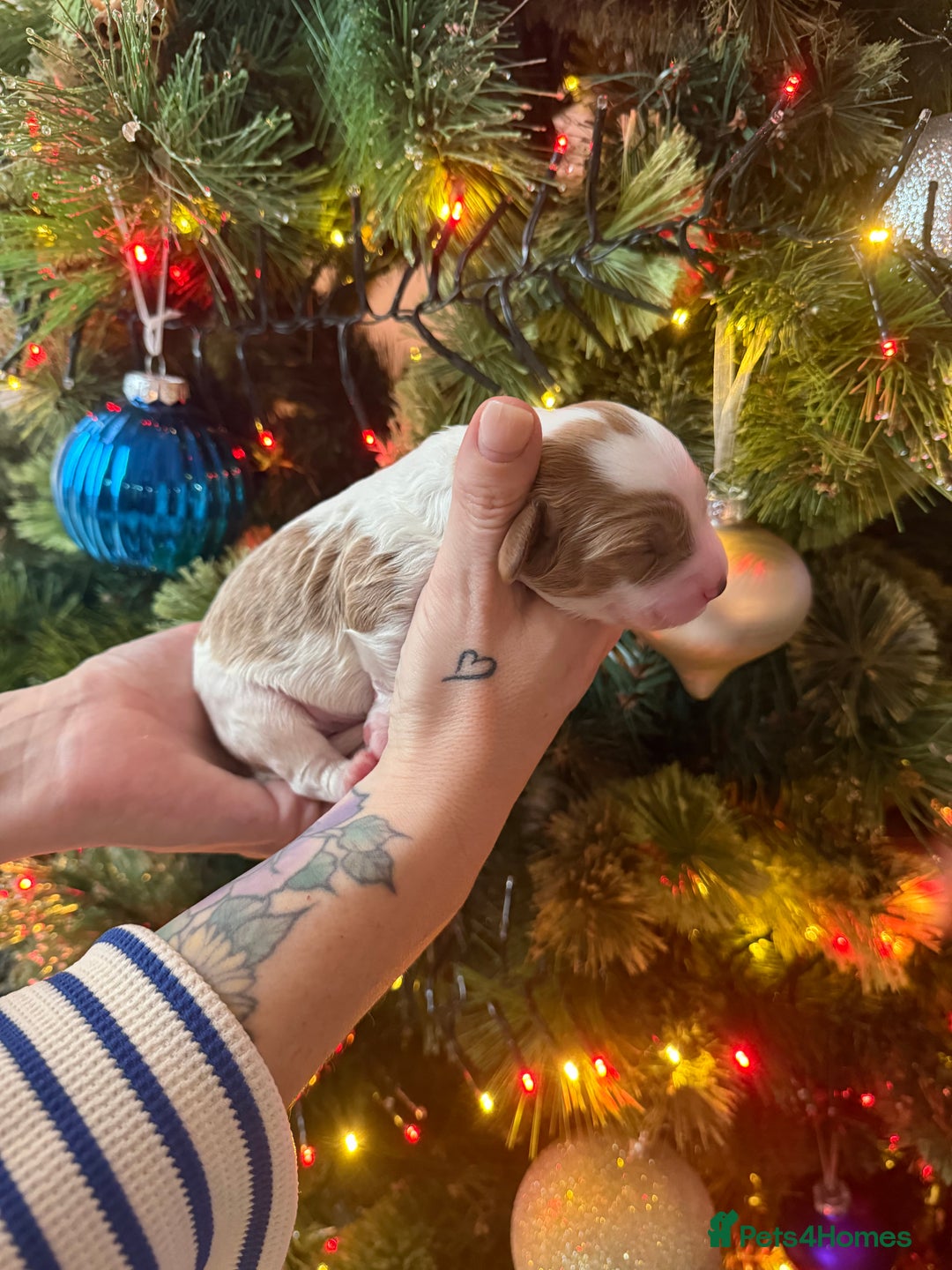 Cavapoo dogs for sale: Cavapoo puppies for sale - Advert 16