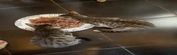 Bengal cats for sale: ♥️IAM ❤️WATCH ALL MY VIDEOS👀FOR MUMMY OR DADDY ❤️ - Advert 24