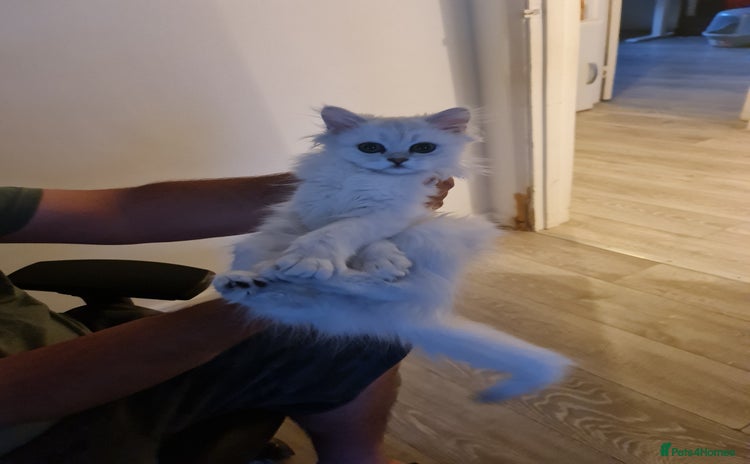 Persian cats - Advert 12