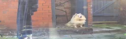 Pomeranian dogs for sale: Leo dog - Advert 11