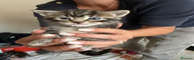 Girl kitten stripey 