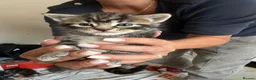 Ragdoll cats for sale: 8 ADORBALE KITTENS FOR SALE  - Advert 4