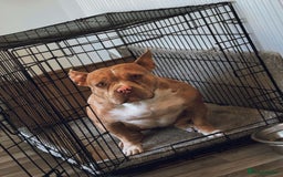 American Bully dogs for sale: American pocket bully - Image 4
