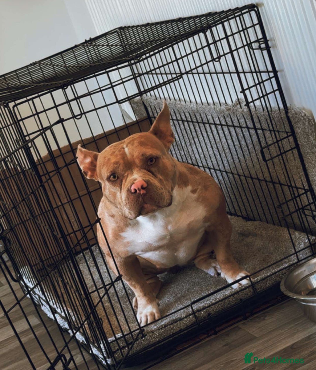 American Bully dogs for sale: American pocket bully - Image 4