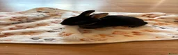 Rex rabbits for sale: Black Otter Mini Rex Bunnies  - Advert 14