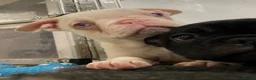 French Bulldog dogs for sale: Last KC registered French Bulldog puppy - Advert 6