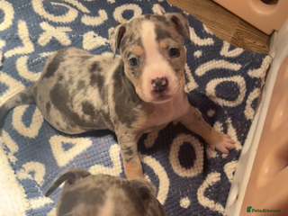 American Bully dogs pocket bully pups - Advert 15