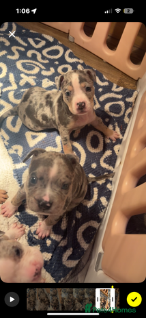 American Bully dogs pocket bully pups - Advert 11