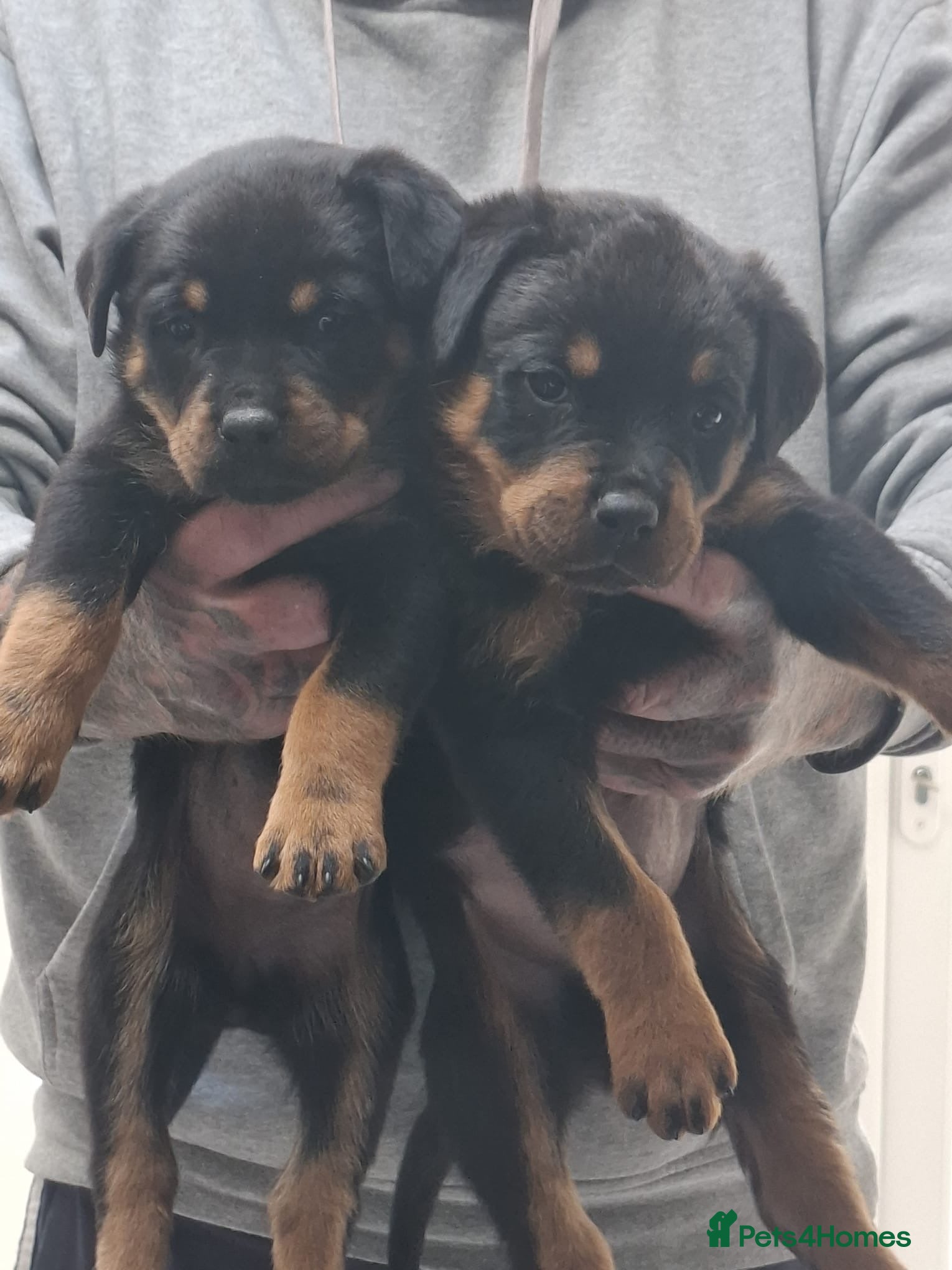Rottweiler dogs 1 male and 1 female  available!  - Advert 5
