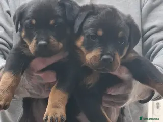 Rottweiler dogs 1 male and 1 female available! - Advert 4