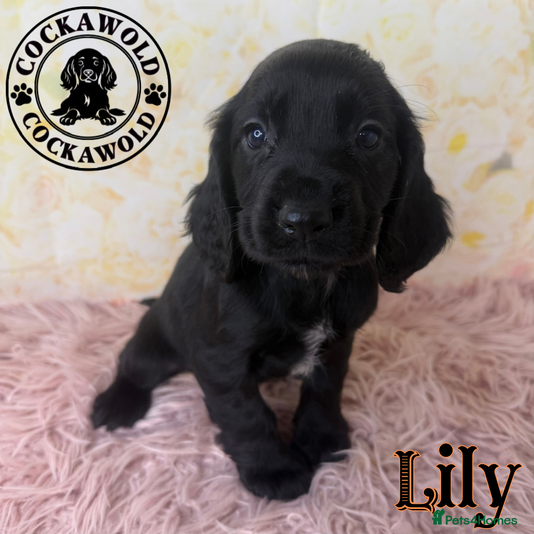 Cocker Spaniel dogs for sale: 🖤 Quality Cocker Spaniels 🖤 Ready Now 🖤 - Image 25