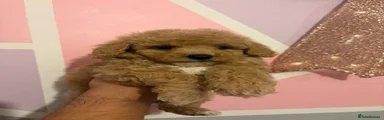 Maltipoo 3