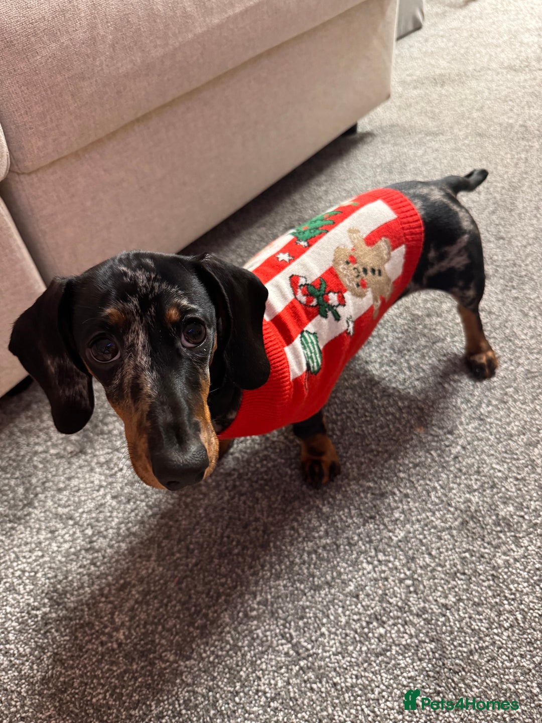 Dachshund dogs for sale: Silver dapple Miniature Dacshund- Name - Reggie    - Advert 2