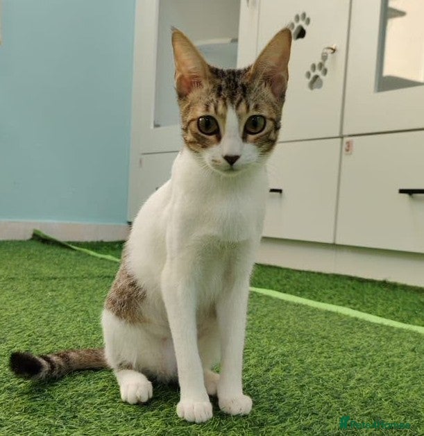 Mixed Breed cats [Indoors Only] Yuki & Suki - Adorable Siblings - Advert 16