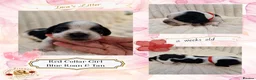 Cocker Spaniel dogs for sale: RKC Cocker Spaniel Puppies - Advert 4