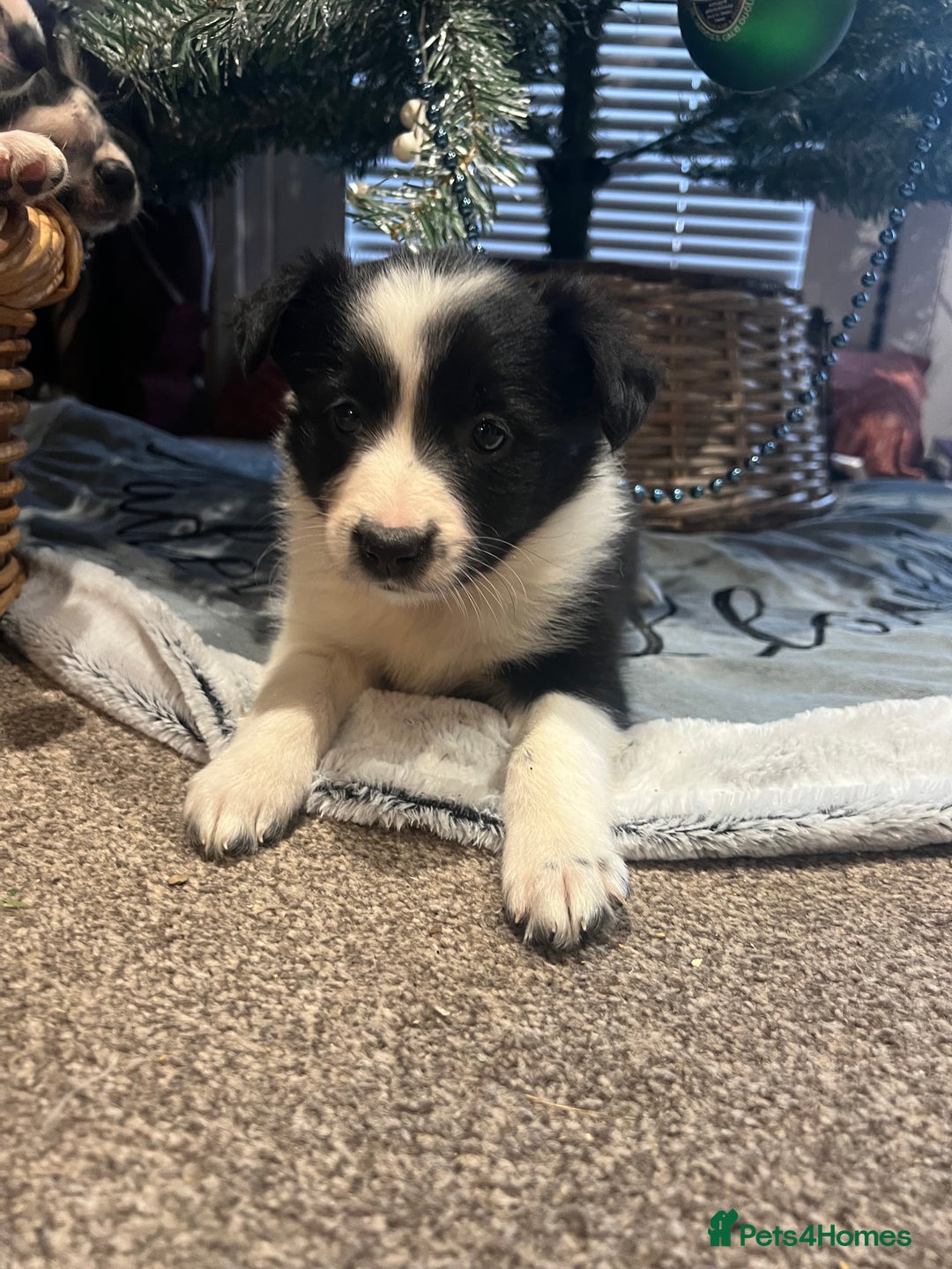 Border Collie dogs for sale: Sheep dog pupps for sale  - Advert 7