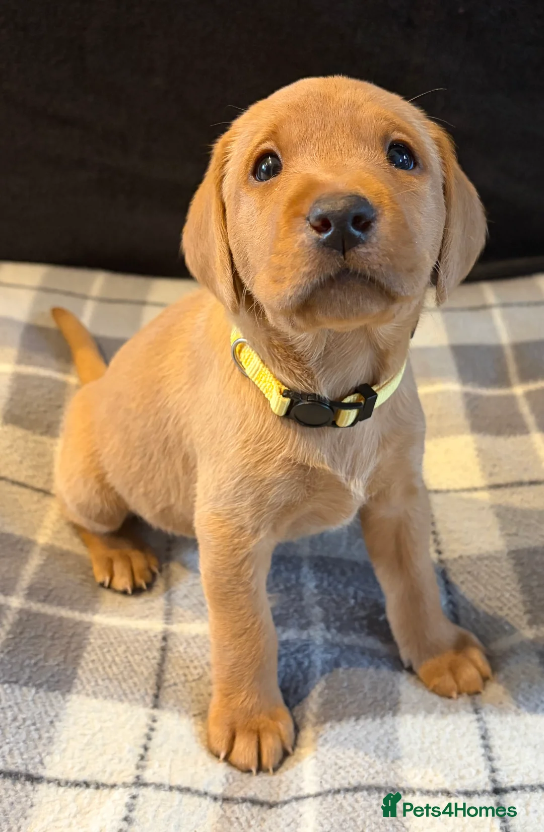 Labrador Retriever dogs for sale: Fox Red Labrador Puppies - Advert 2