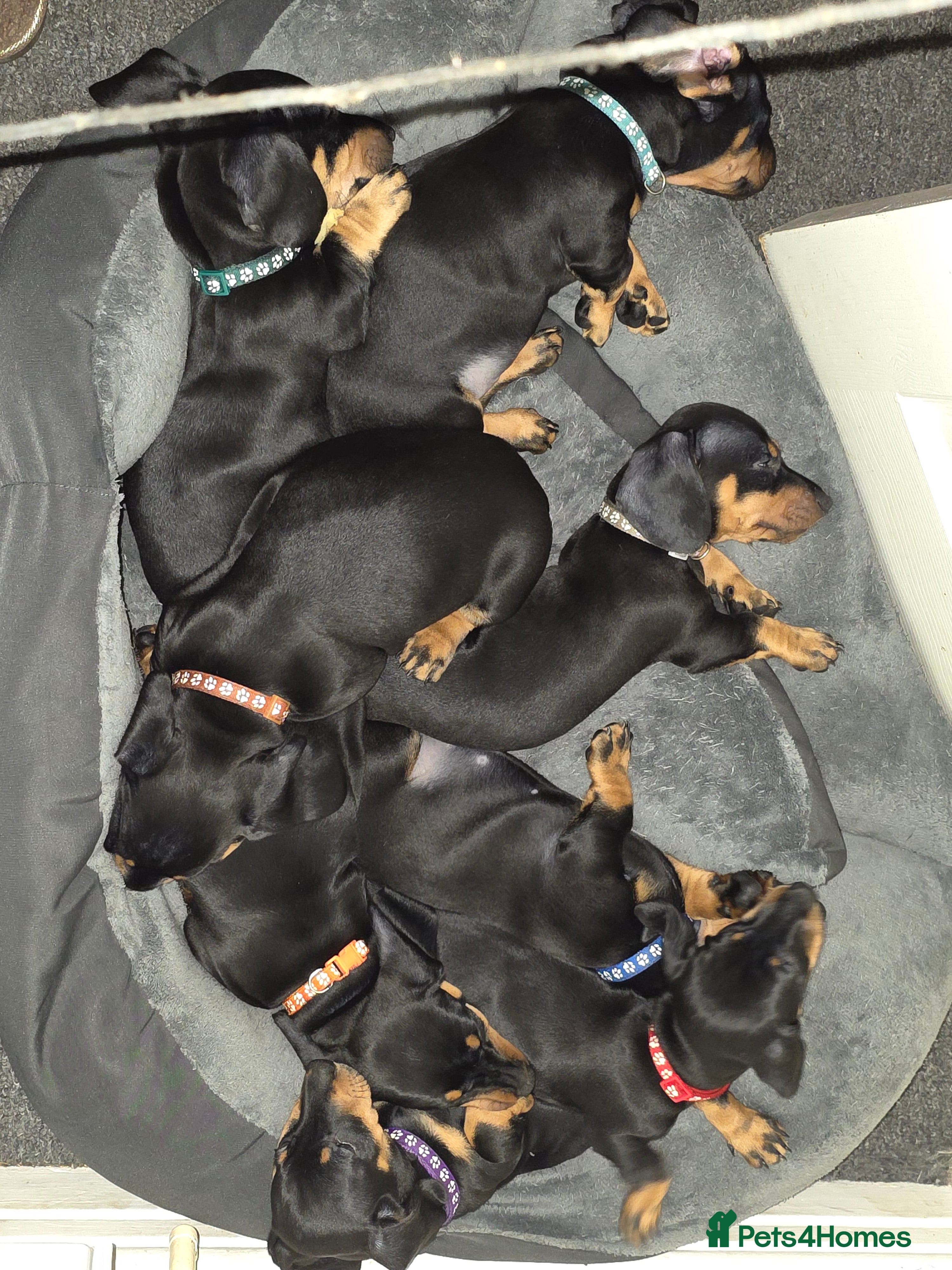 Dachshund dogs Outstanding Purebred Dachshunds: Health-Tested💎 - Advert 4