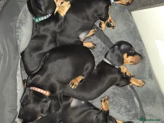 Dachshund dogs Outstanding Purebred Dachshunds: Health-Tested💎 - Advert 4
