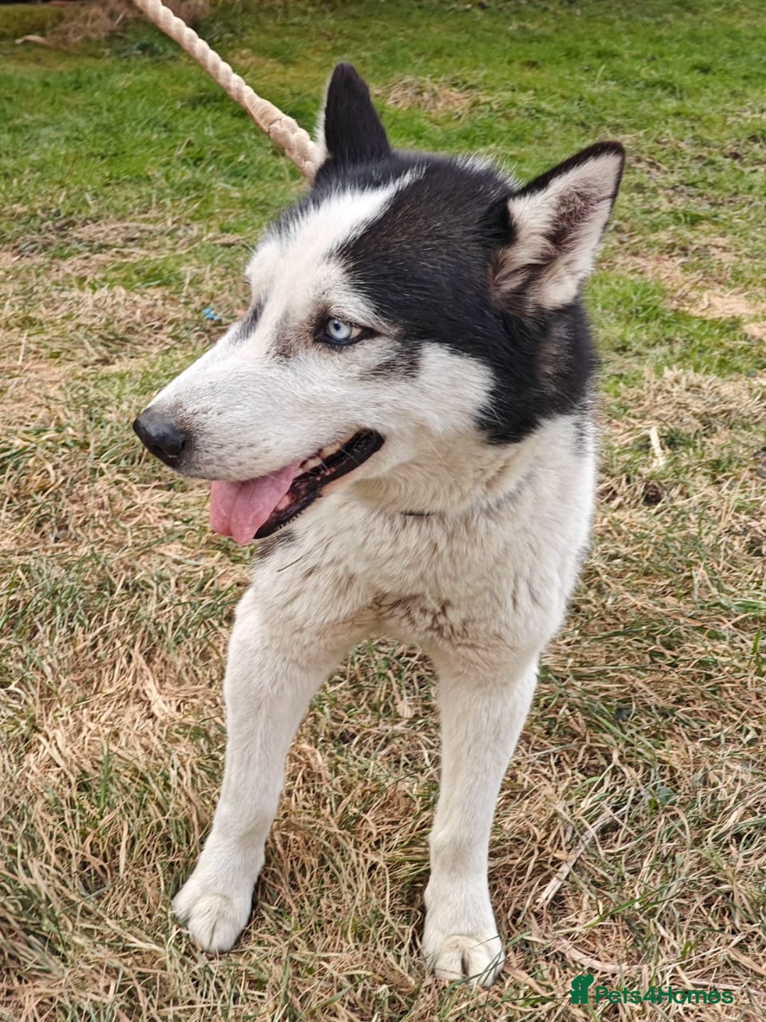 Siberian Husky dogs for adoption: 💙🐶 HASAN 🐶💙 - Image 13