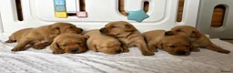 Labrador Retriever dogs for sale: 6 BEAUTIFUL FOX RED KC LABS, HEALTH TESTED PARENTS - Advert 3