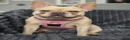 French Bulldog dogs for sale: 🧸Stunning French Bulldog puppies🧸😍🤎 - Advert 3