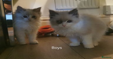 Siberian cats Siberian Neva Masquerade registered kittens  - Advert 1